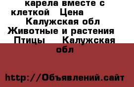 карела вместе с клеткой › Цена ­ 4 500 - Калужская обл. Животные и растения » Птицы   . Калужская обл.